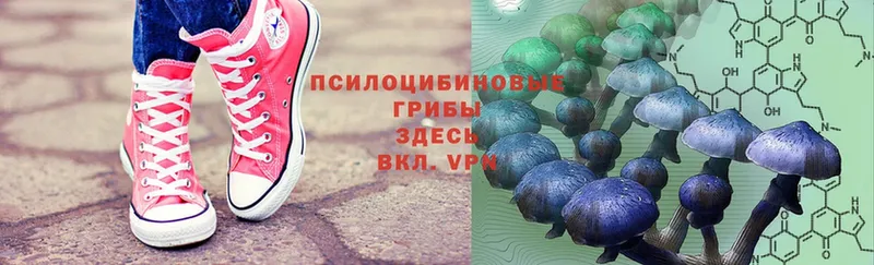 Псилоцибиновые грибы Magic Shrooms  даркнет состав  Зеленоградск  закладка 